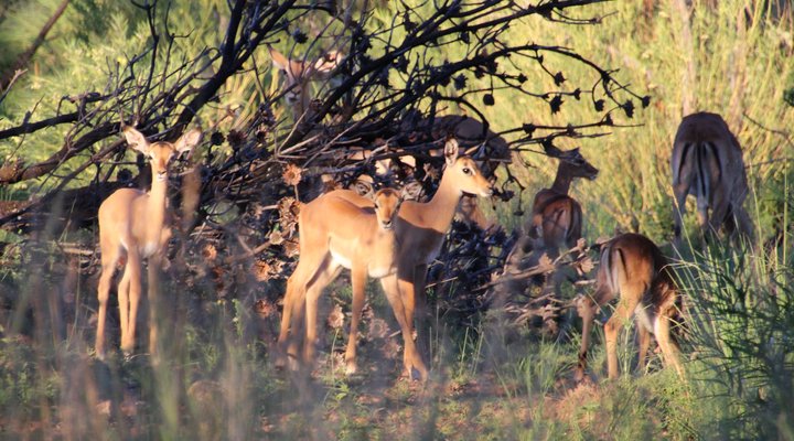 Hope Springs Eternal