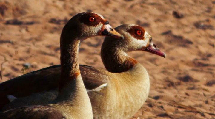 Rhenosterpoort Water Retreat