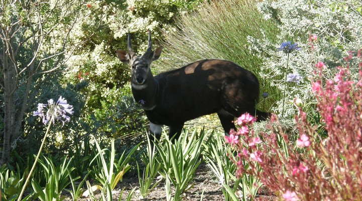 Montrose Guest Apartment