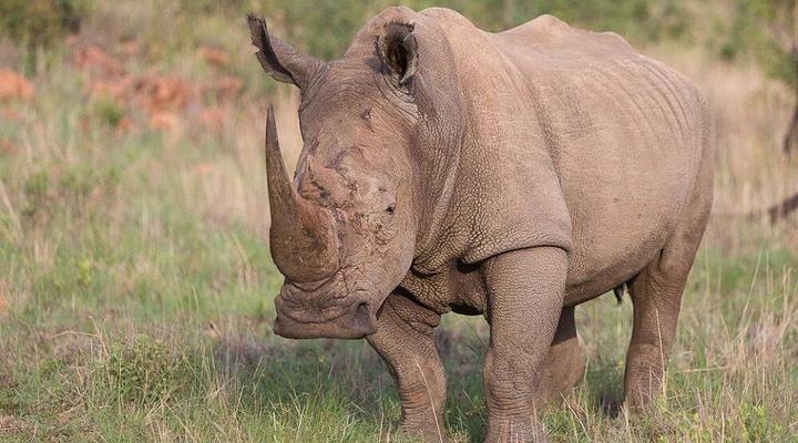 aha Shepherd’s Tree Game Lodge