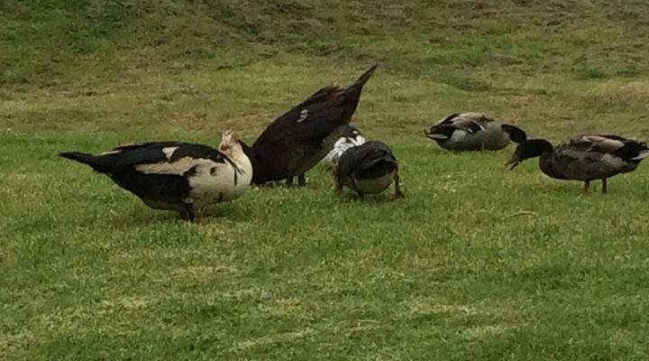 Sierra Ranch Cottage