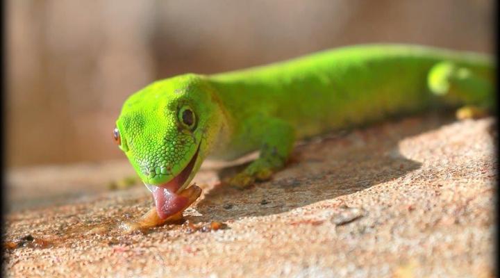 293 on Komba Guest House