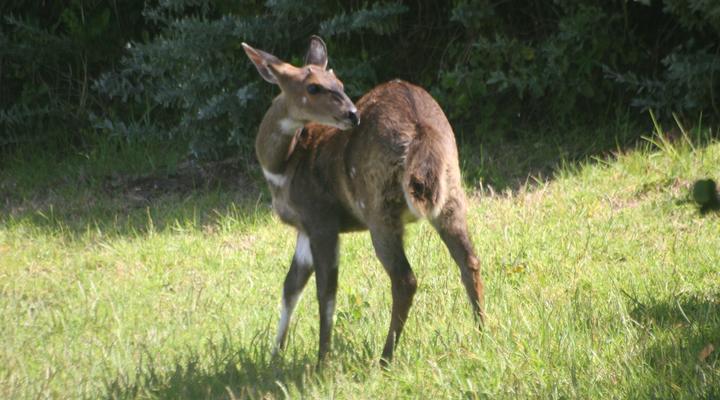 Blue Dolphin Guest Suite