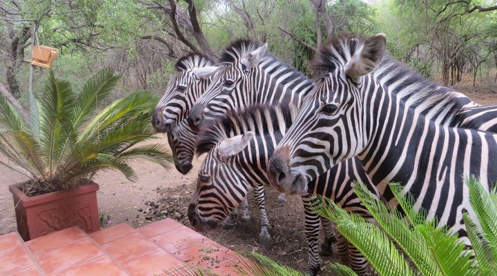 Rafiki's Resthouse