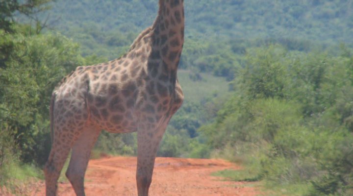 Bushbuck Hills Eco Farm