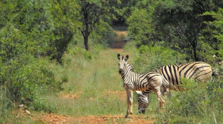 Bushbuck Hills Eco Farm