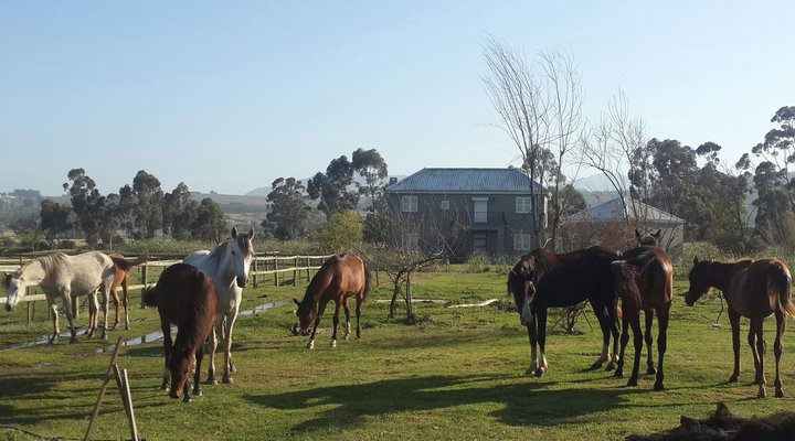 Schoongezicht Summer Country House