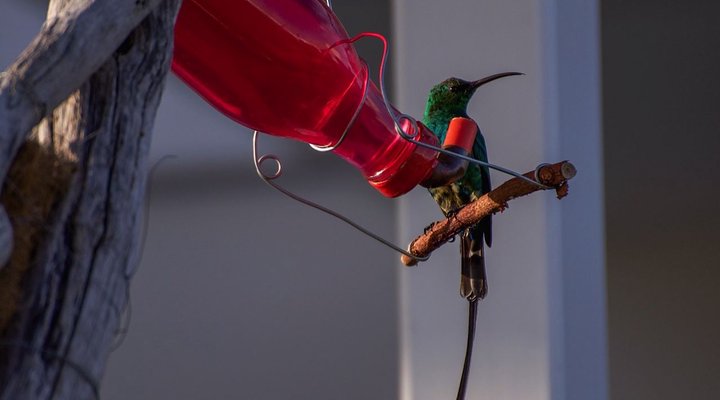 P106 Taliesin, Thesen Island, Knysna