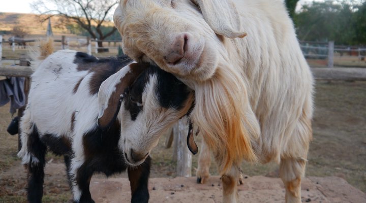 Lydenrust Guest Farm & Horse Trails