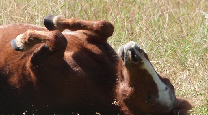 Lydenrust Guest Farm & Horse Trails