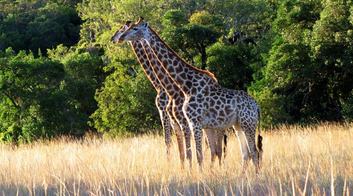 Sigurwana