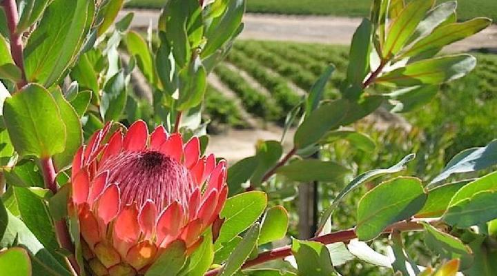 Exclusive Stellenbosch Wine Tour