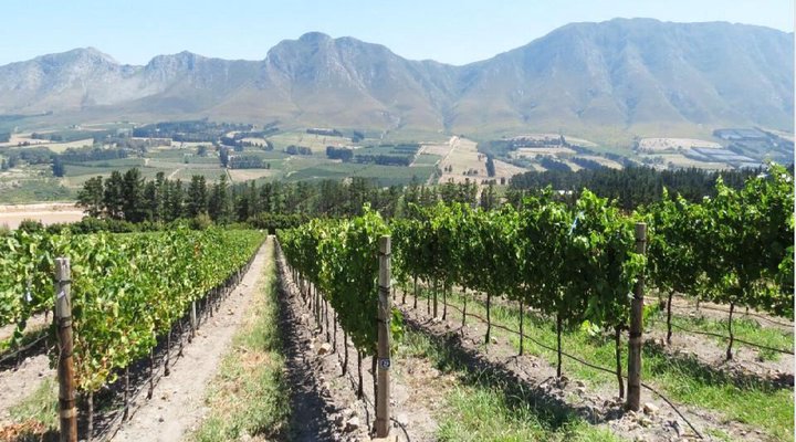 Hemel-en-Aarde Valley Fine Wine Tour