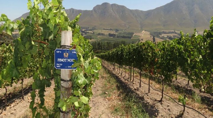Hemel-en-Aarde Valley Fine Wine Tour