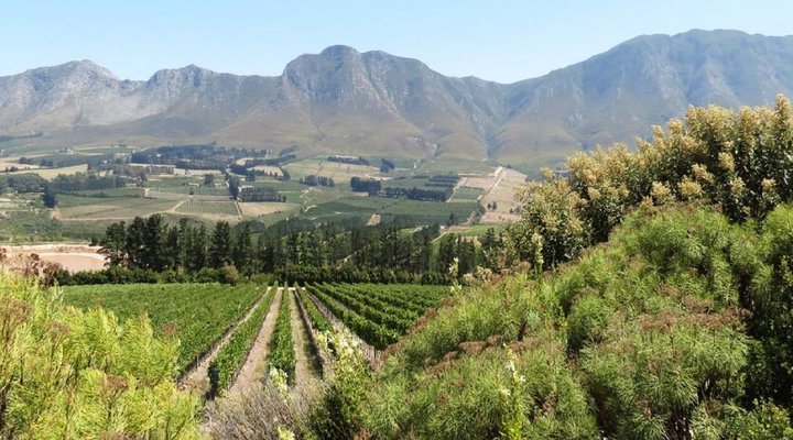 Hemel-en-Aarde Valley Fine Wine Tour