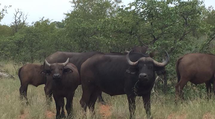 Bealey Buffels Trust