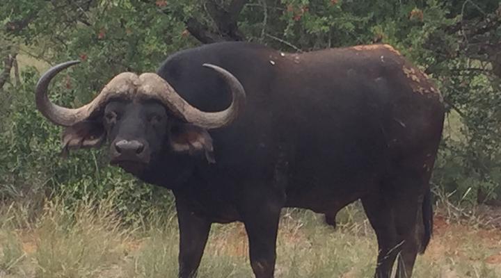 Bealey Buffels Trust