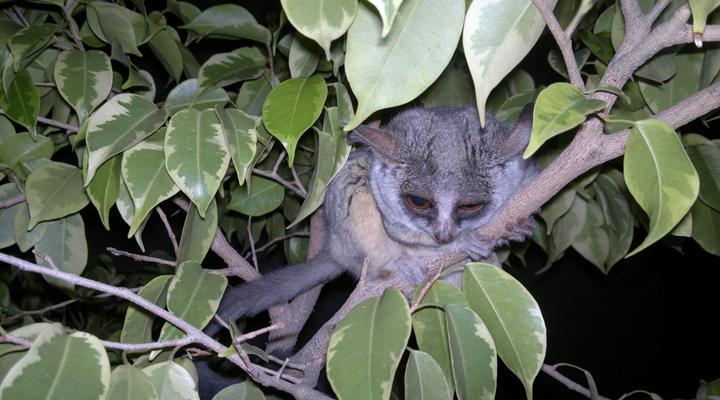 Bealey Buffels Trust