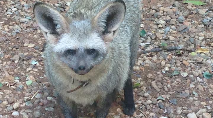 Bealey Buffels Trust