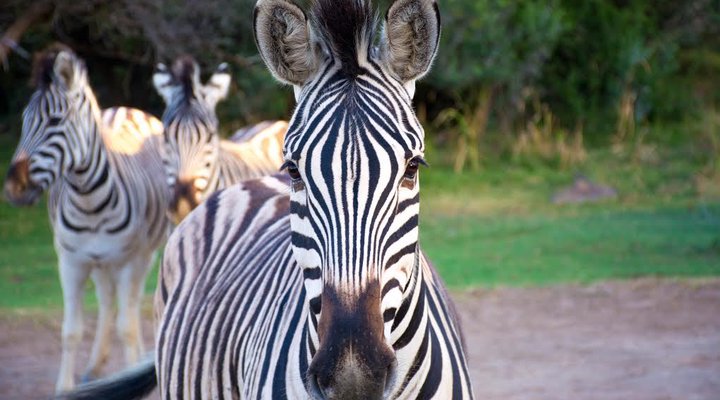 Amathunzi Private Nature Reserve
