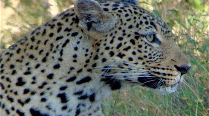 Kruger Park 2 Night Safari Get Away