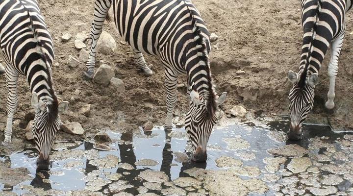 Kruger Park 2 Night Safari Get Away