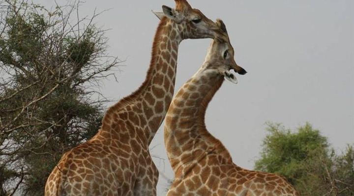 Kruger Park 2 Night Safari Get Away