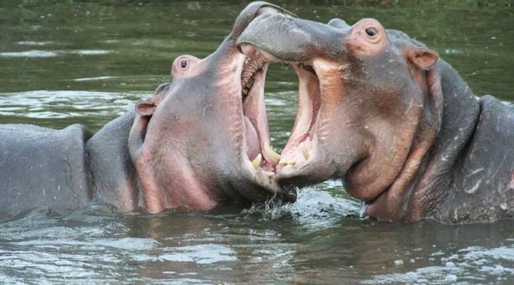 4 Night Kruger Three Park Tented Safari