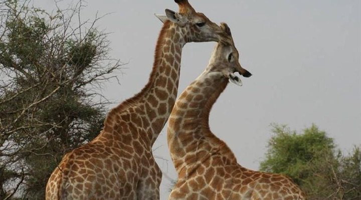 4 Night Kruger Three Park Tented Safari