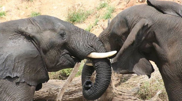 4 Night Kruger Three Park Tented Safari