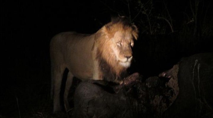 4 Night Kruger Three Park Tented Safari