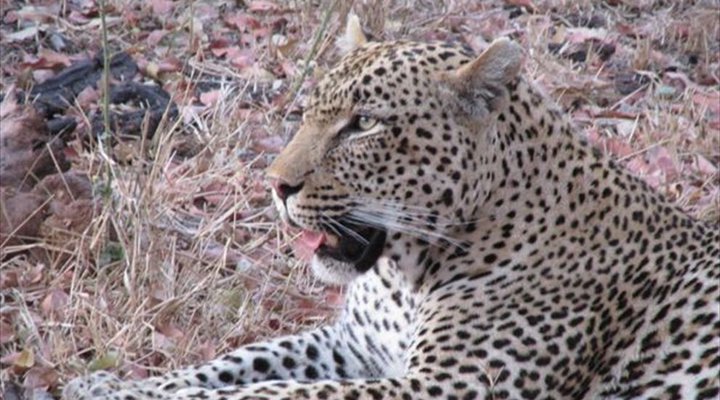4 Night Kruger Three Park Tented Safari