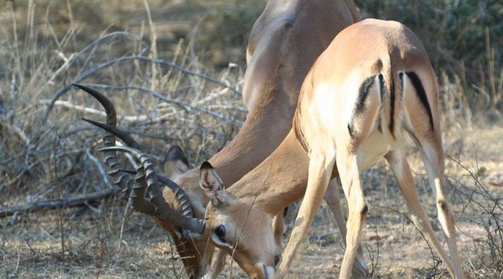 4 Night Kruger Park Safari and Activities Tour