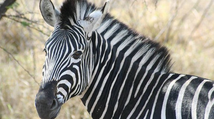 4 Night Kruger Park Safari and Activities Tour