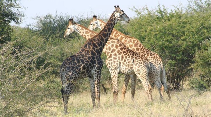 4 Night Kruger Park Safari and Activities Tour