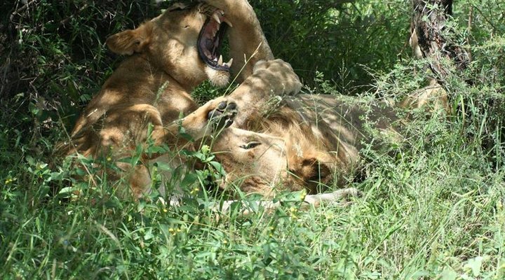 4 Night Kruger Park Safari and Activities Tour
