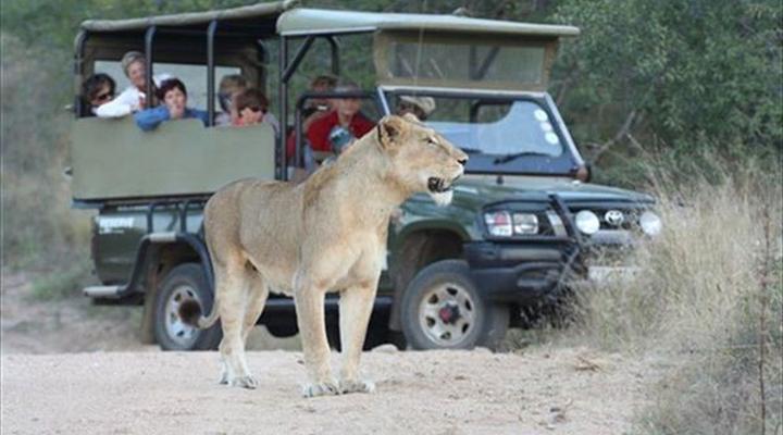 Kruger Park Safari from Southern to Northern Kruger for 6 Nights