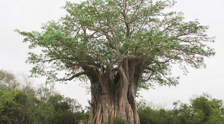 Kruger Park Safari from Southern to Northern Kruger for 6 Nights