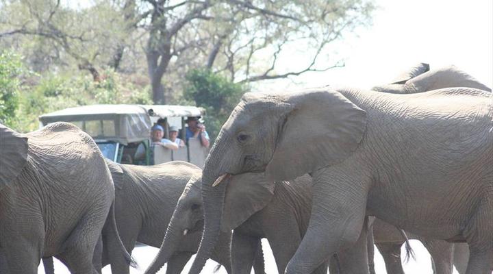 Kruger Park Safari from Southern to Northern Kruger for 6 Nights