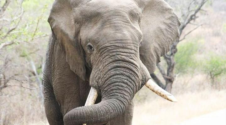 Kruger Park Safari from Southern to Northern Kruger for 6 Nights