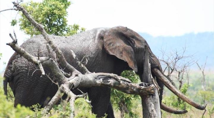 Kruger Park Safari from Southern to Northern Kruger for 6 Nights