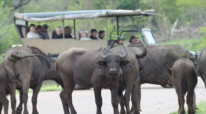 Kruger Park Safari from Southern to Northern Kruger for 6 Nights