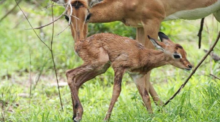Kruger Park Safari from Southern to Northern Kruger for 6 Nights
