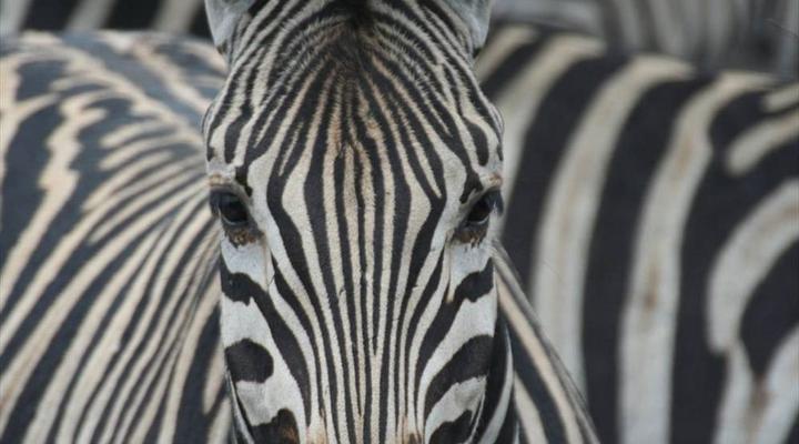 Kruger Park Safari from Southern to Northern Kruger for 6 Nights