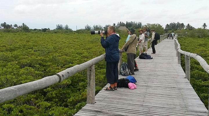 Gary Rowan's Beach and Birding Mozambique Photographic Safari