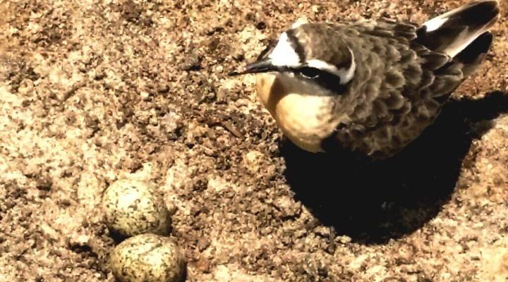Gary Rowan's Beach and Birding Mozambique Photographic Safari
