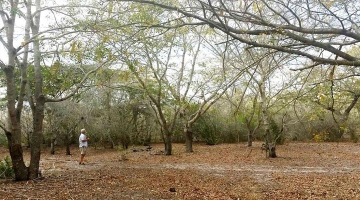 Gary Rowan's Beach and Birding Mozambique Photographic Safari