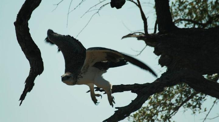 Gary Rowan's Beach and Birding Mozambique Photographic Safari