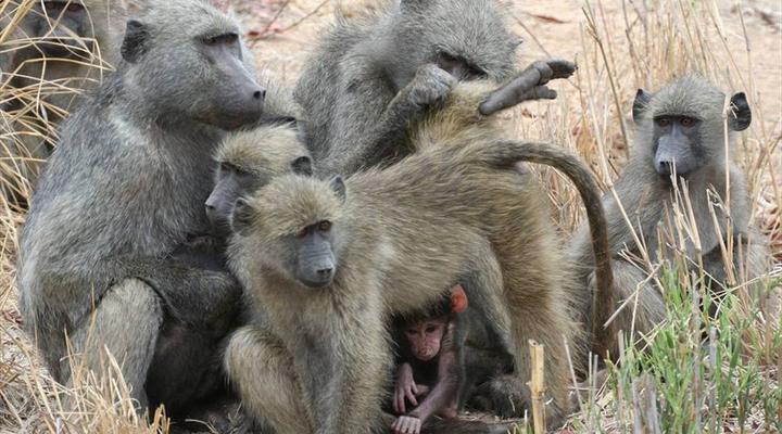 Mozambique and Kruger Park 6 Night Safari Tour