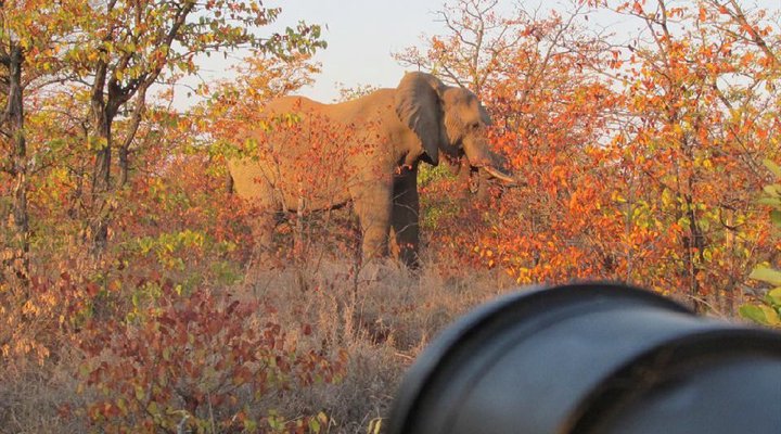 6 Night Kruger Park, Mozambique and Limpopo Park Adventure